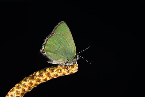 Callophrys Rubi