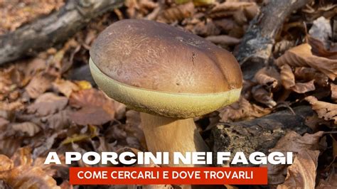 A Porcini Nei Faggi Come Cercarli E Dove Trovarli Youtube