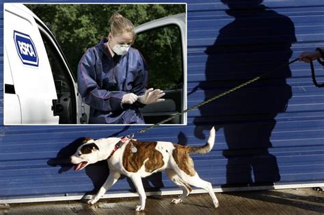 Student Hurls Kitten Into Scorching Hot Oven As His Friends Laugh At Gruesome Torture World
