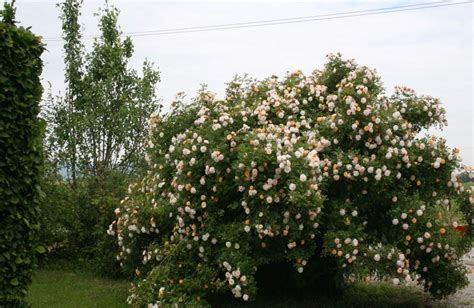 Acquista Rosa Rosa Ghislaine De Féligonde Vivaio Fior Di Rosa