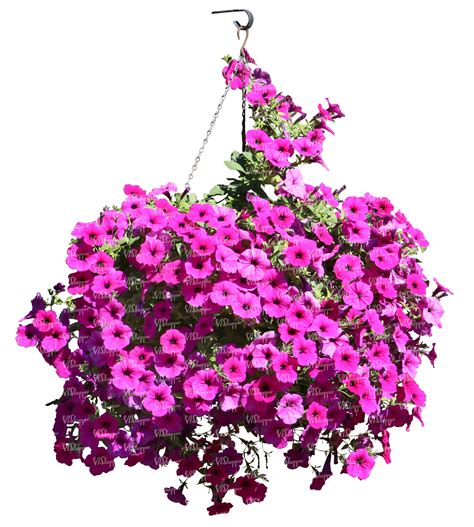 Hanging Basket With Pink Flowers Vishopper