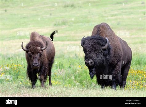 Buffaloe Male Female Custer State Park South Dakota Usa Bison