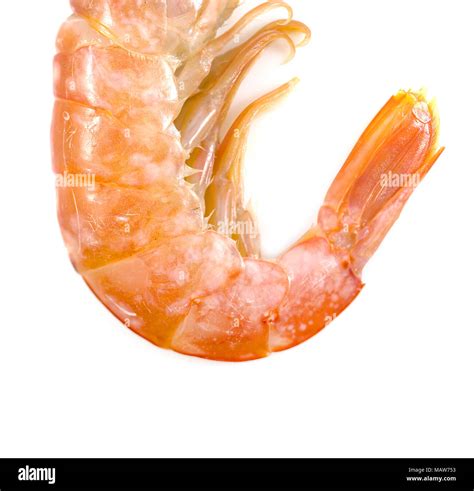 Tiger Prawn Head Hi Res Stock Photography And Images Alamy