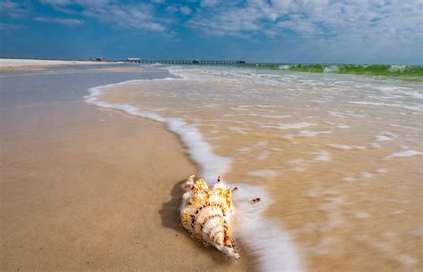 Alabama Seashell Hunting In Gulf Shores Thorin Wolfheart