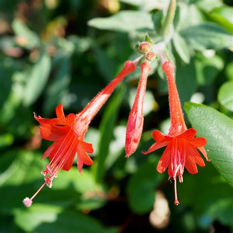 Fuchsia California Fuchsia Epilobium Canum Ken Lunders Flickr