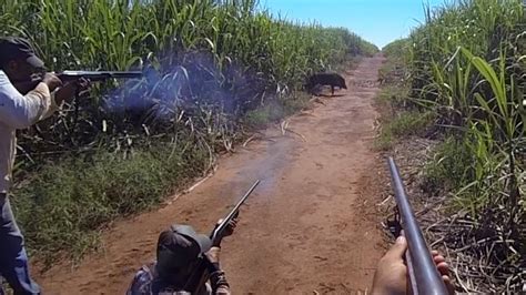 Cacha O Gigante E Uma Porca Abatido Ca Ada De Javali Youtube