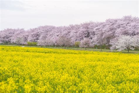 Cherry Blossom Sakura And Canola Flower At Gongendo Park Saitama