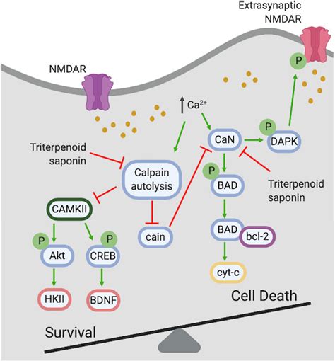 Proposed neuroprotective mechanism of triterpenoid saponins in ischemic ...