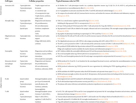 Frontiers Revisiting The Immune Landscape Post Spinal Cord Injury