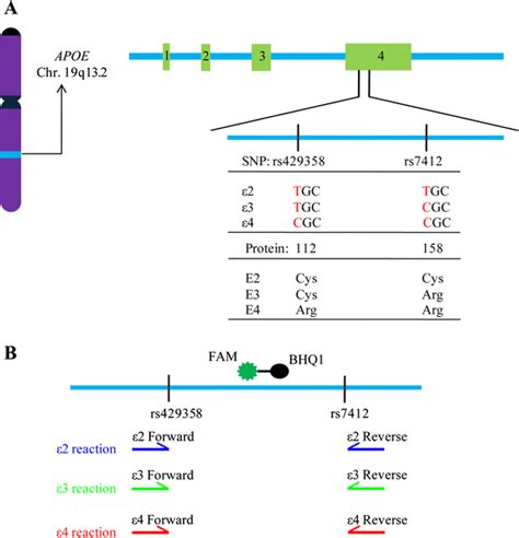 A Rapid And Cost Effective Method For Genotyping Apolipoprotein E Gene