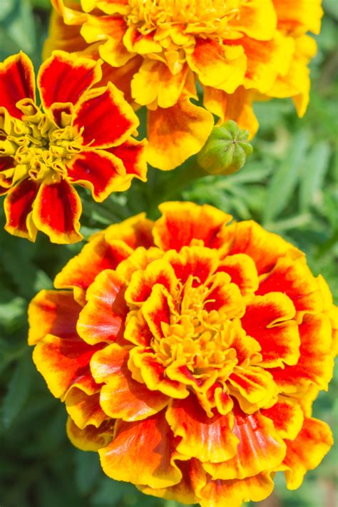 How To Keep Marigolds Blooming All Summer Secrets To Big Blooms