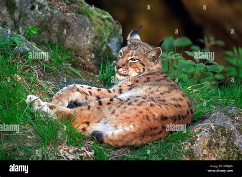 Eurasian Lynx Lynx Lynx Resting In Forest Stock Photo Alamy