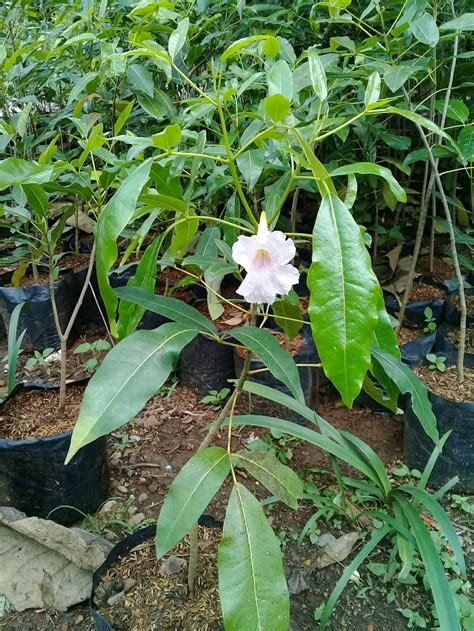 Jual Bibit Tanaman Hias Pohon Tabebuya Bunga Pink Di Lapak Restu Bunda