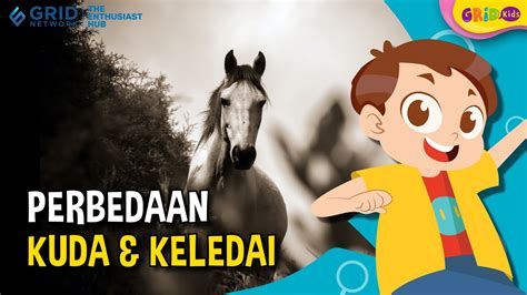 Perbedaan Hewan Kuda Dan Keledai Salah Satunya Beda Perilaku Sosial