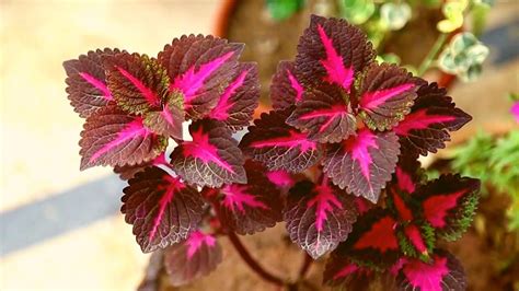 How To Grow Coleus Plant From Stem Cutting Youtube