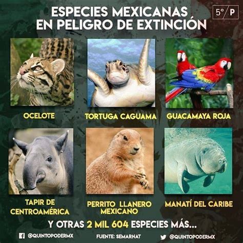 En Los últimos 50 Años Han Desaparecido 49 Especies Endémicas Mexicanas