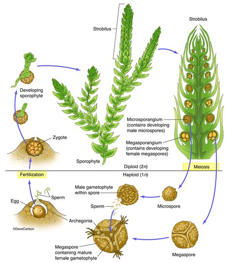 Spike Moss Selaginella Structure And Life Cycle Carlson Stock Art
