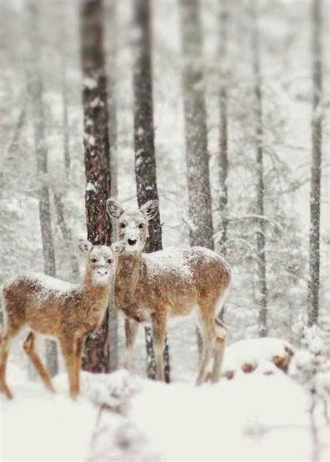 Las M S Bellas Fotos De Paisajes Invernales Paisaje Nieve