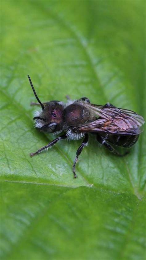 Blue Mason Bee, Osmia Caerulescens, Foraging & Nesting Habits, Images