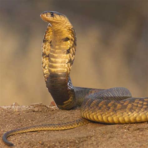 Snouted Cobra | Snake Relocation Gaborone