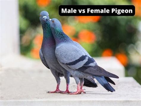 Identify Male And Female Pigeons Male Vs Female