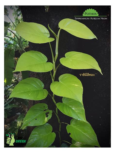 Epipremnum Aureum Neon