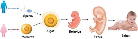 7sınıf İnsanda Üreme Büyüme Ve Gelişme Konu Anlatımı Fen Bilimleri