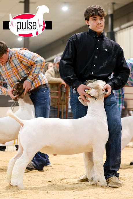 Sioux Empire Livestock Show Top 5 Market Goats The Pulse