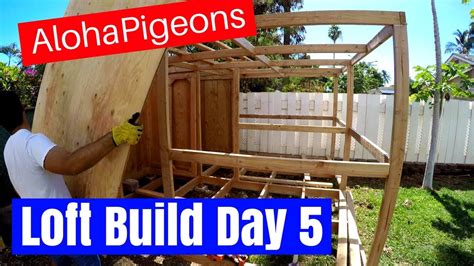 Homing Racing Pigeon Loft Construction Day 5 YouTube