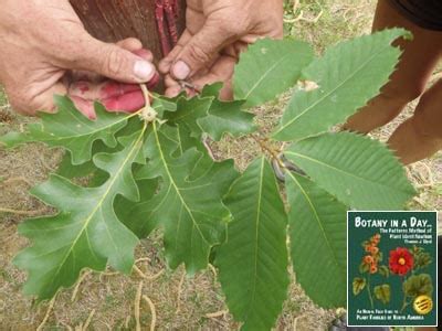 Fagaceae: Beech Family. Identify flowers, shrubs and trees.