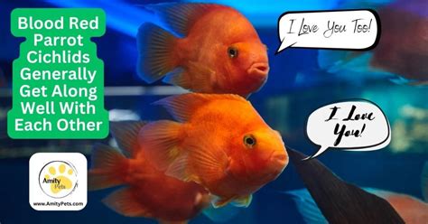 Mastering The Art Of Blood Red Parrot Cichlid Care The Ultimate