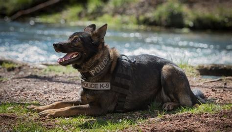 15 Best Police Dog Breeds Used for Police Work (most to least popular)