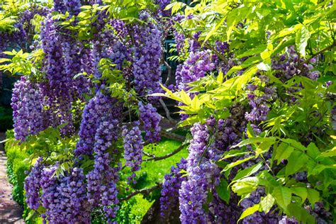 Explore American Wisteria - The Plant Native