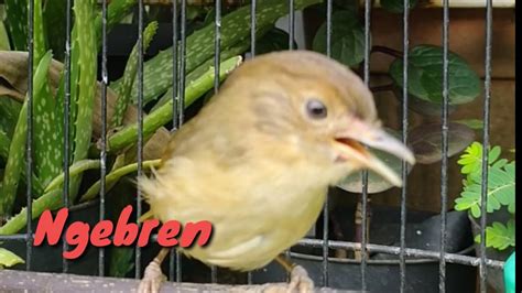 Burung Flamboyan Gacor Ngebren Rapat Nyerecet Youtube