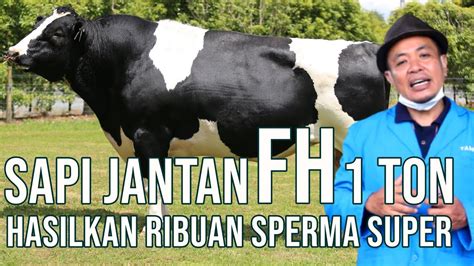 Sapi FH Perah Super Unggul Balai Inseminasi Buatan Lembang YouTube