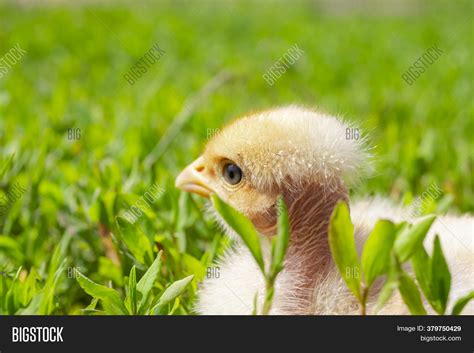 Naked Neck Chicken On Image Photo Free Trial Bigstock