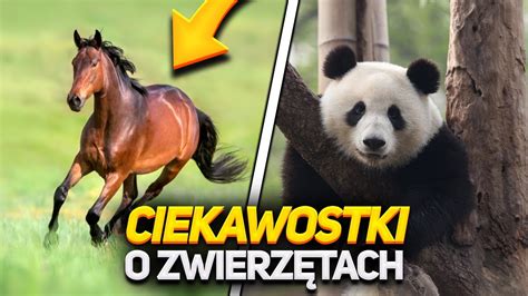 15 Ciekawostek O ZwierzĘtach Youtube