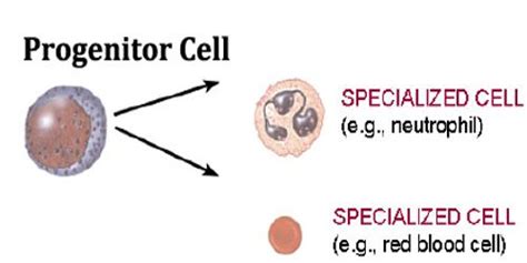 Progenitor Cell - Assignment Point