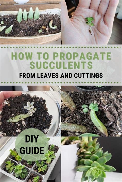 How To Propagate Succulents From Leaves And Cuttings Artofit