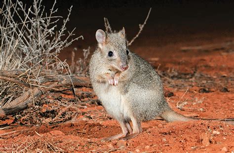 Issue 28: Martin Copley (1940-2014) Saving Australia's Wildlife - AWC - Australian Wildlife ...