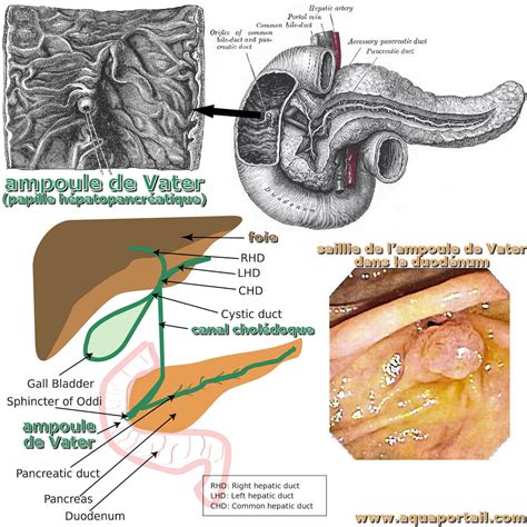 Ampoule de Vater définition et explications