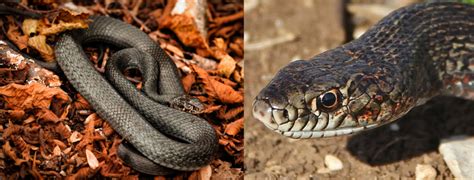 13 COMMON Snakes In Iraq 2025 Bird Watching HQ