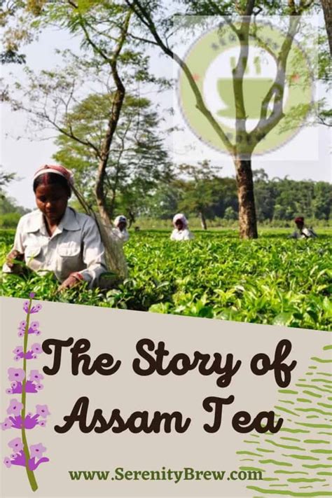 The Story Of Assam Tea Serenity Brew