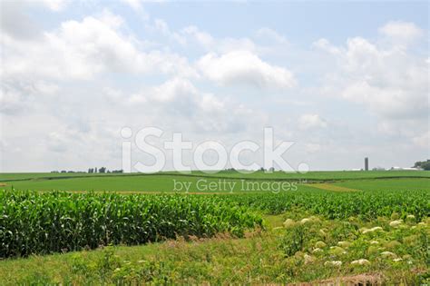 Iowa Corn Field Stock Photo Royalty Free Freeimages