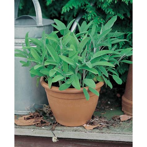 Mr. Fothergill's Seeds Sage Seeds | The Home Depot Canada