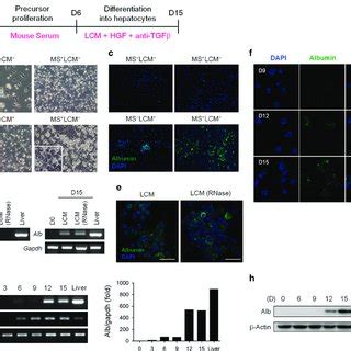 Lin Cells Contained Foxa2 Gata4 Low Cells A The Sorted Lin