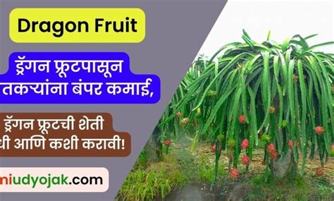 Dragon Fruit ड्रॅगन फ्रूटपासून शेतकऱ्यांना बंपर कमाई ड्रॅगन फ्रूटची शेती कधी आणि कशी करावी