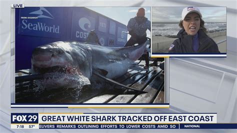 Great White Shark Tracked Off The East Coast Youtube