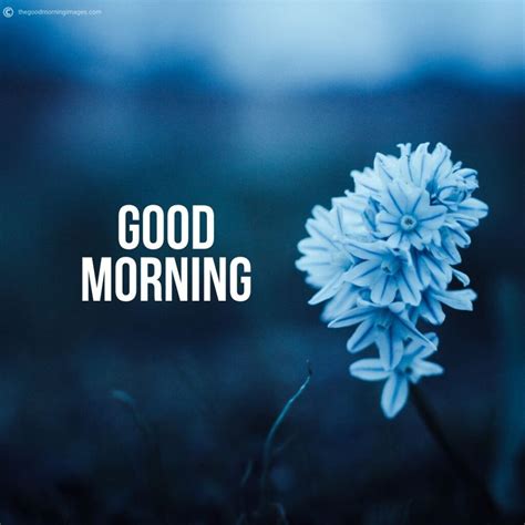 good morning flowers hd  ann janelle blog