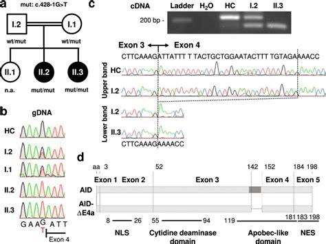 Identification of a homozygous AID ΔE4a splice site variant in two